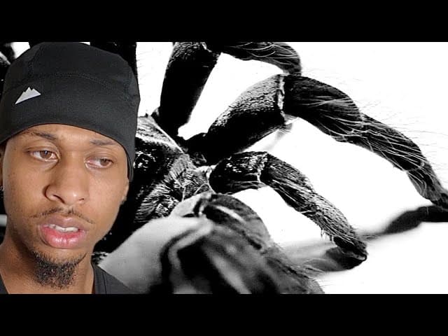 Inpatient ( Ren x Chris Webby ) - Tarantula !! | REACTION 