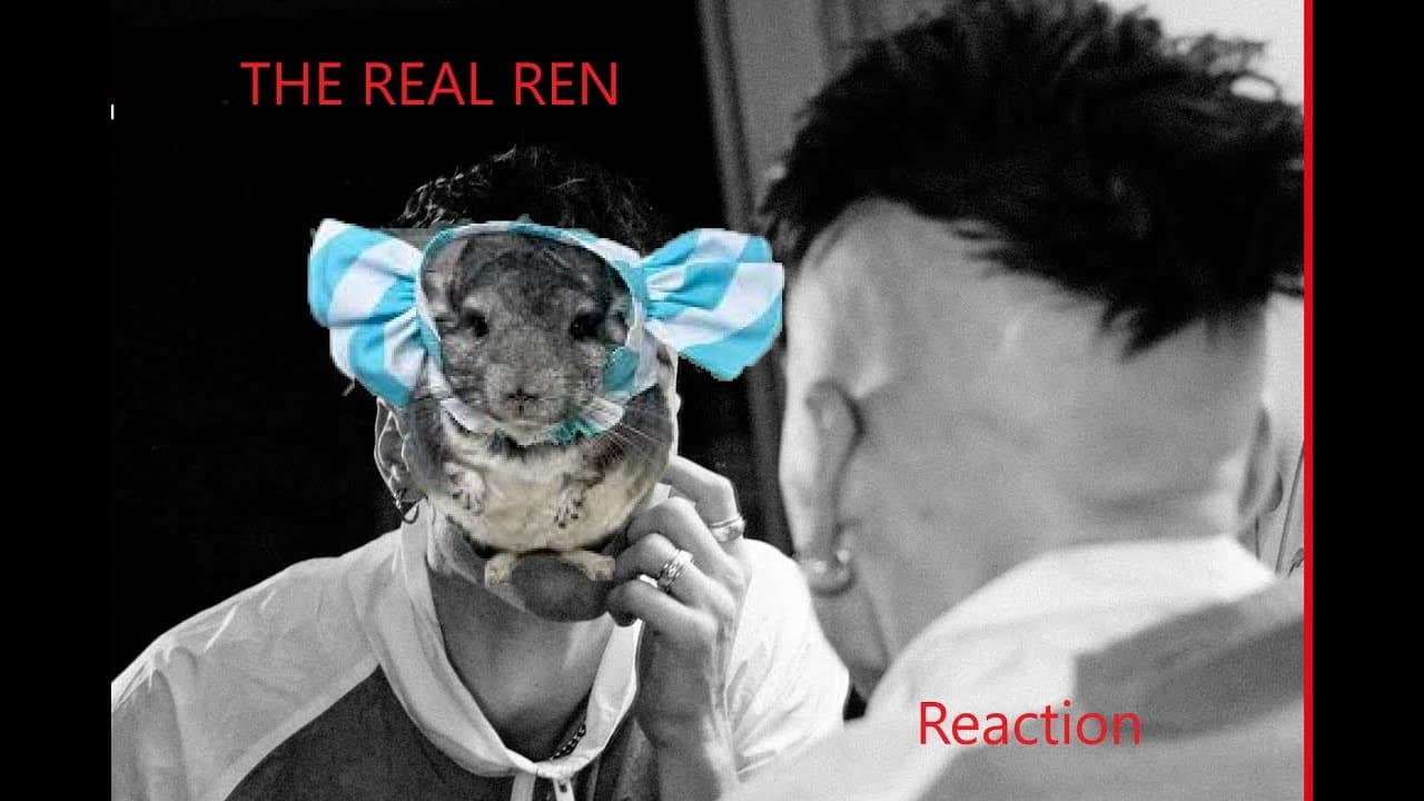 Ren Reaction I learned what a chinchilla is (Ren is a chinchilla)
