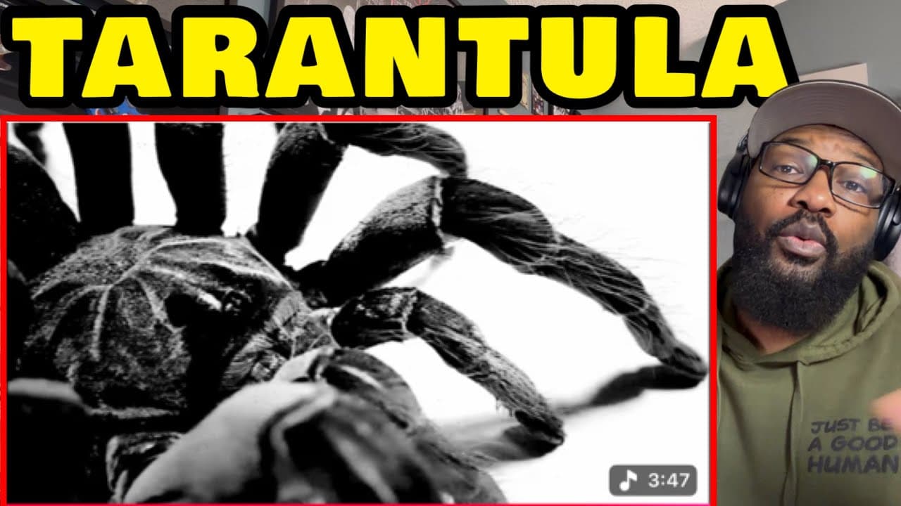 Inpatient ( Ren x Chris Webby ) - Tarantula | REACTION 